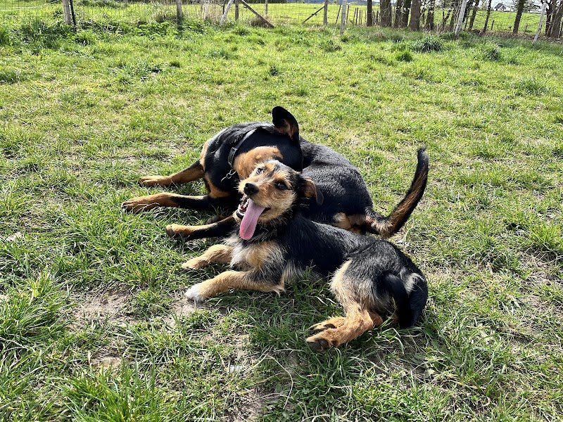 Animal mon ami Dididog - photo 3