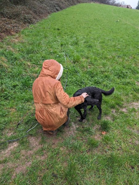 Code canin Educatrice coach Comportementaliste Canin - photo 1