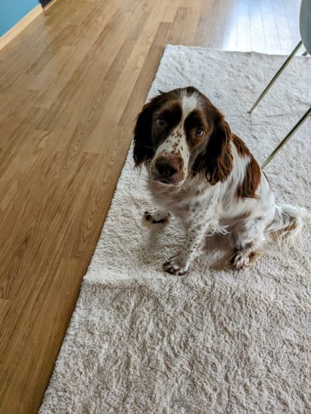 Code canin Educatrice coach Comportementaliste Canin - photo 2