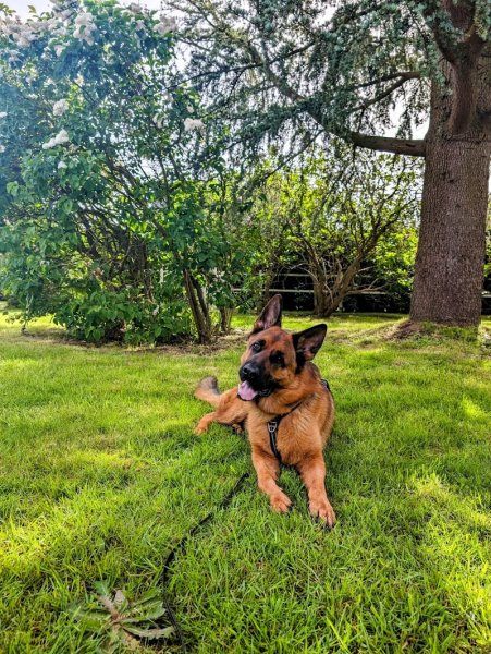 Code canin Educatrice coach Comportementaliste Canin - photo 3