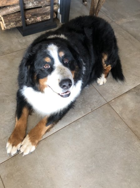 Black & White Toilettage Canin - photo 2