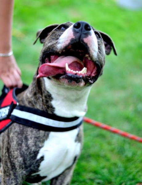 Canifélin Services - Brulard Mélodie - Educateur comportementaliste canin 76/27 - photo 3