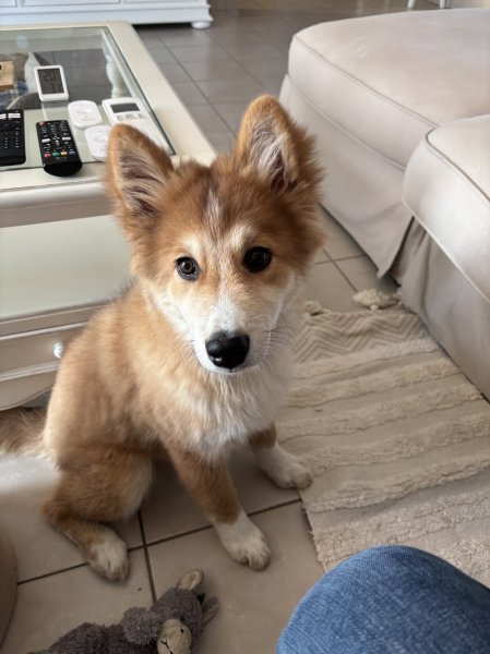 Christianne Favri Les petites truffes Pension canine familiale et éducation canine