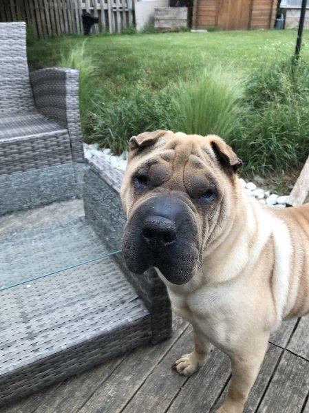 Christianne Favri Les petites truffes Pension canine familiale et éducation canine - photo 2