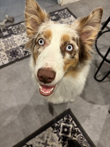 Christianne Favri Les petites truffes Pension canine familiale et éducation canine - photo 3