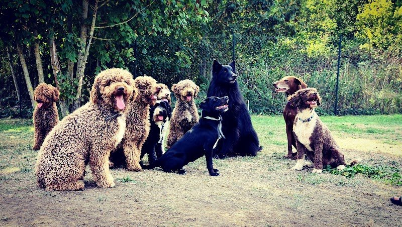 Club Canin de Beautor - photo 2