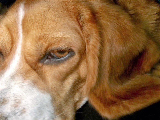 COM'2 CHIENS - photo 2