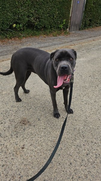 Murmure dog - photo 1