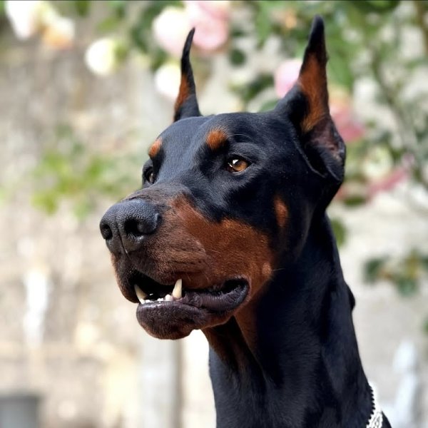 Cyn'Olympe - Education et Comportementalisme Canin