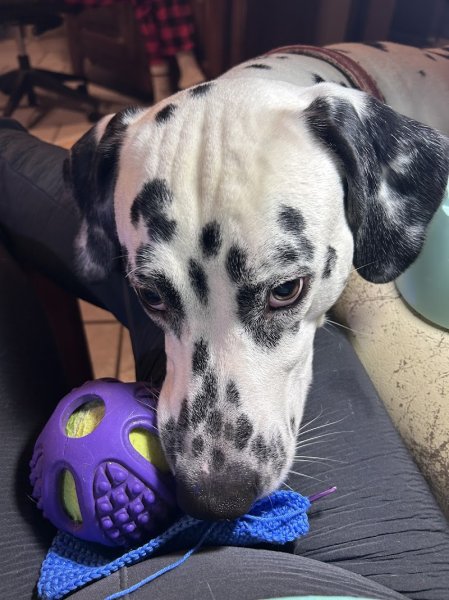 Cyn'Olympe - Education et Comportementalisme Canin - photo 3