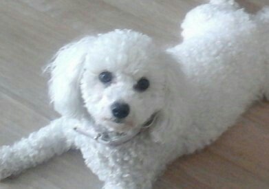 Le gite canin de Méricourt - photo 1