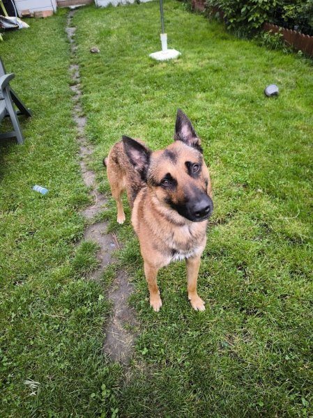 Doggy learn - Éducateur canin comportementaliste Cambrai