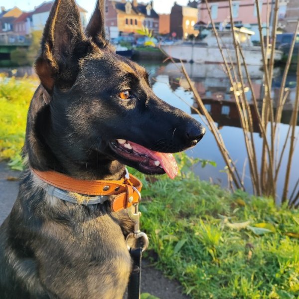 Doggy learn - Éducateur canin comportementaliste Cambrai - photo 2