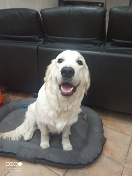 Doggy learn - Éducateur canin comportementaliste Cambrai - photo 3