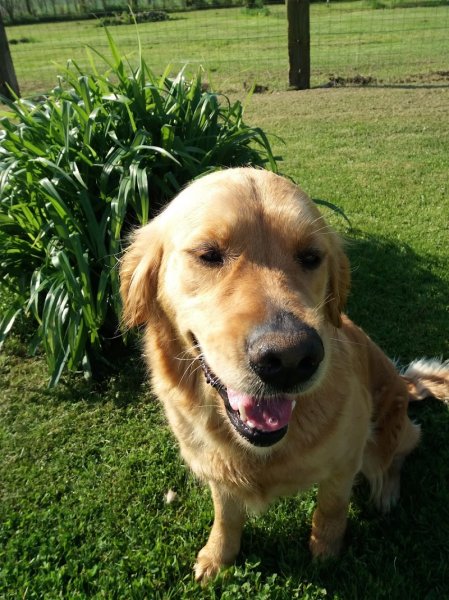 UCOR Un Chien en OR - photo 1