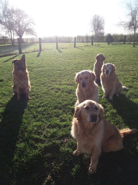 UCOR Un Chien en OR - photo 2