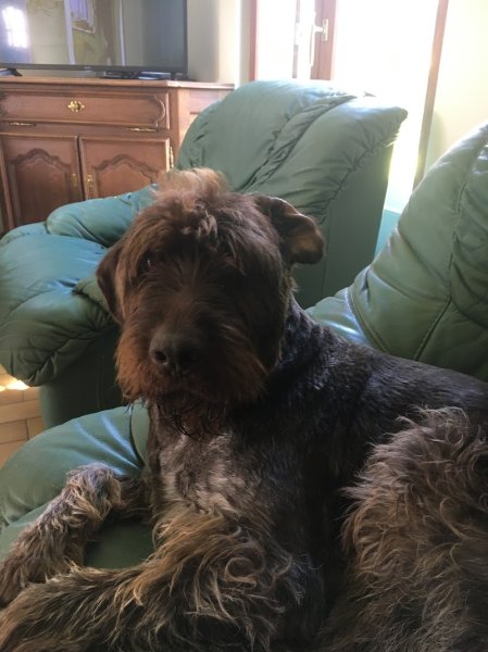 UCOR Un Chien en OR - photo 3