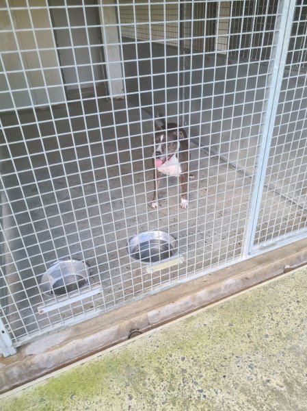 pension canine de louxor - photo 3