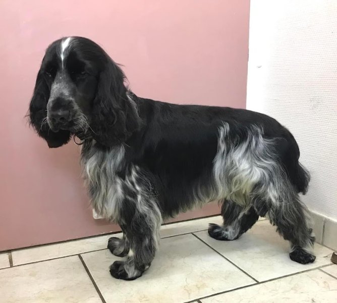 Cat And Dog Beauty - photo 2