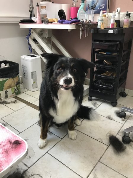 Cat And Dog Beauty - photo 3