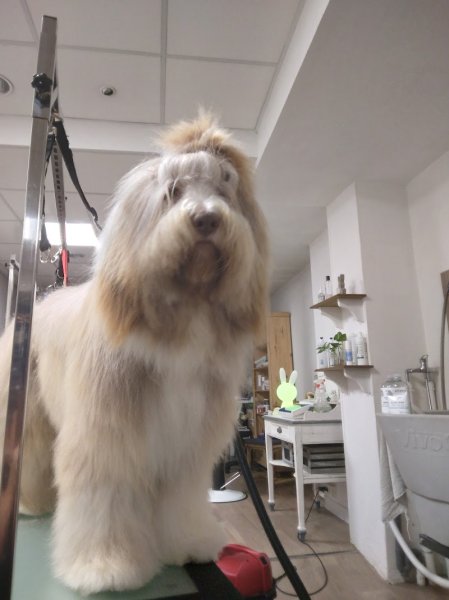 une histoire de chiens - photo 1