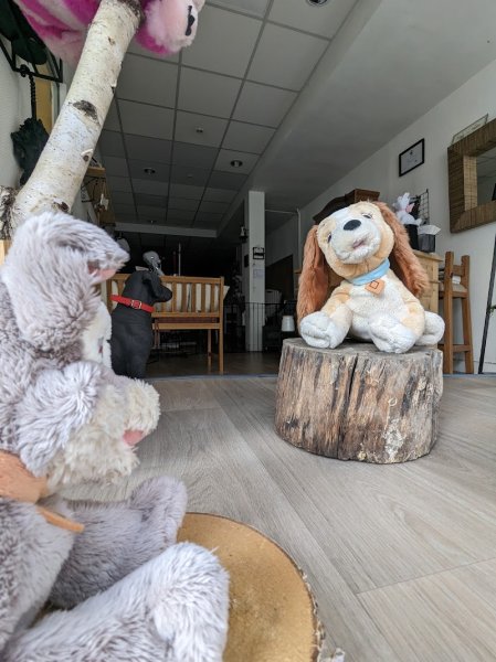 une histoire de chiens - photo 2