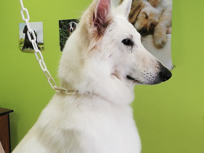 PIL'POILS : toilettage pour chiens - photo 1