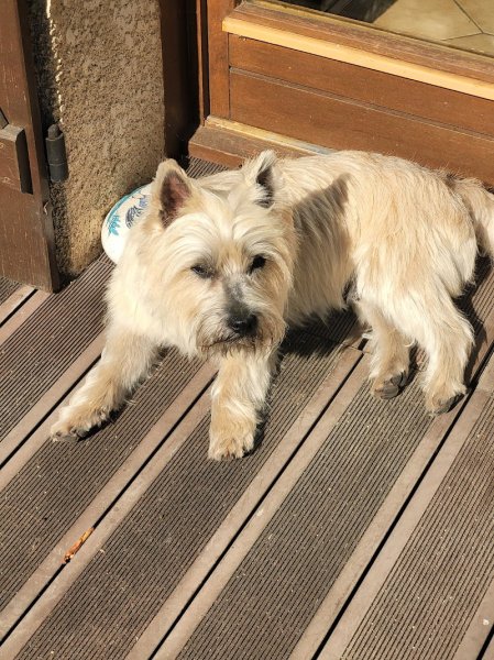 PIL'POILS : toilettage pour chiens - photo 2