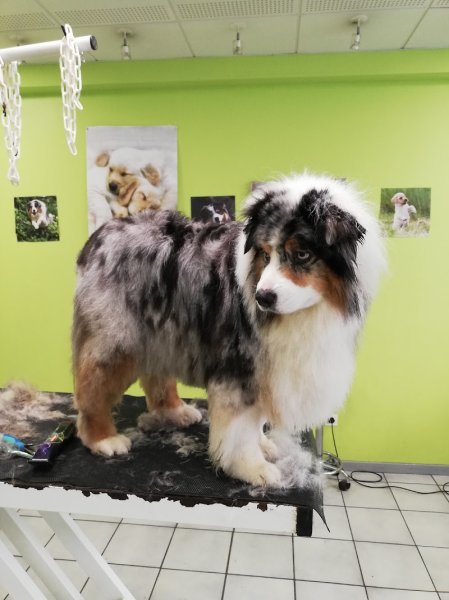 PIL'POILS : toilettage pour chiens - photo 3