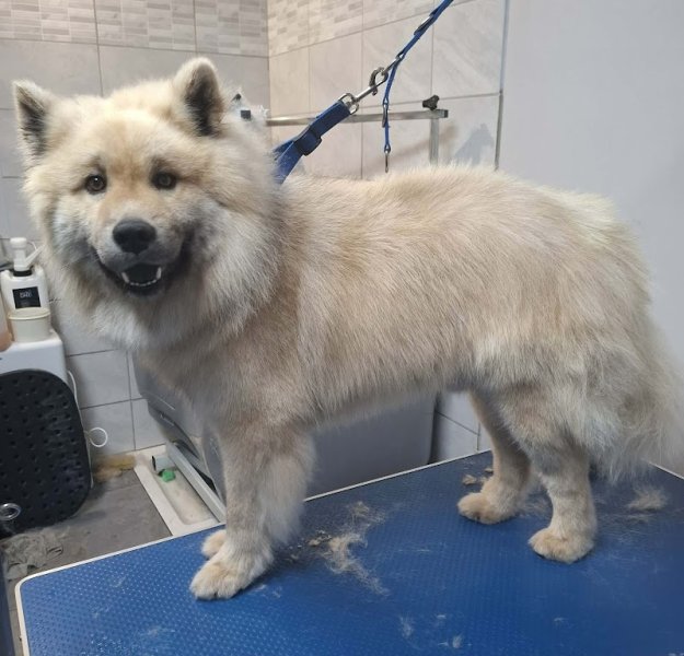 AU CHARME CANIN - photo 2