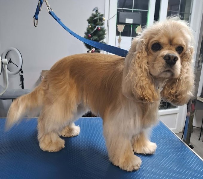 AU CHARME CANIN - photo 3