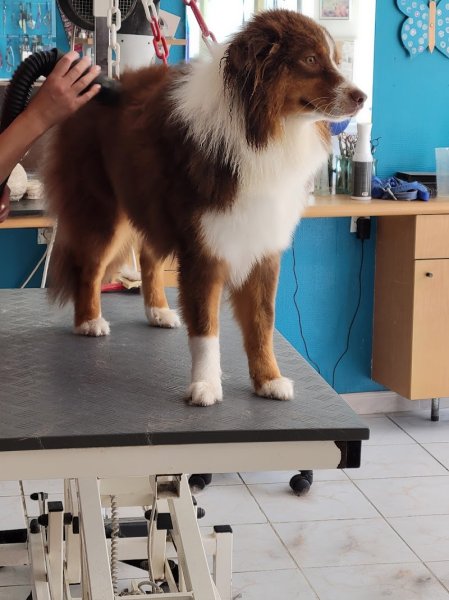 Elegance Canine - photo 1