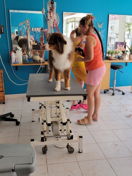 Elegance Canine - photo 2