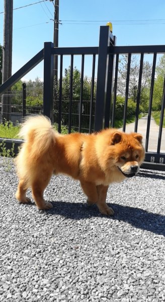 Elegance Canine - photo 3