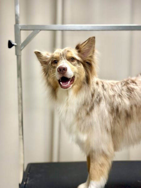 Au Doux Canin - photo 1