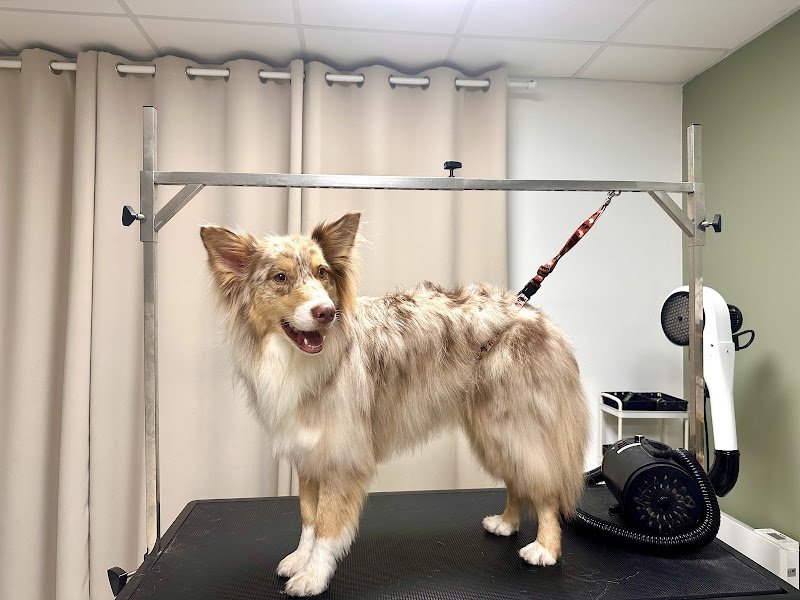 Au Doux Canin - photo 3