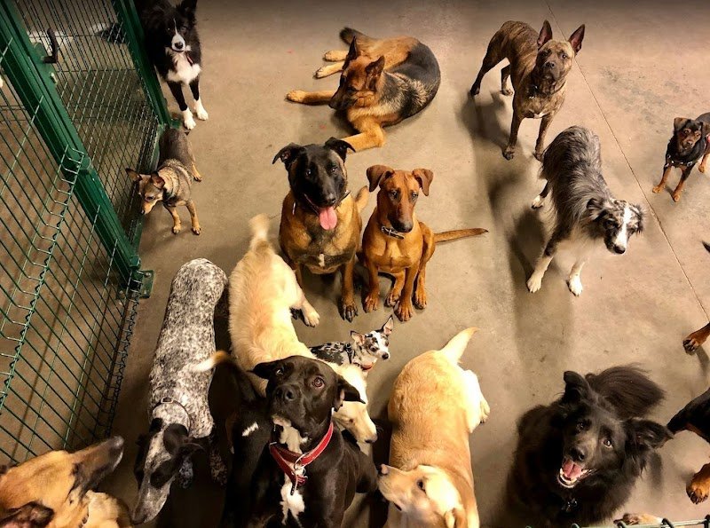 Dog'S Factory - photo 1