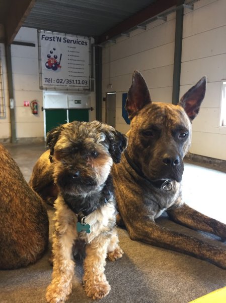 Dog'S Factory - photo 2