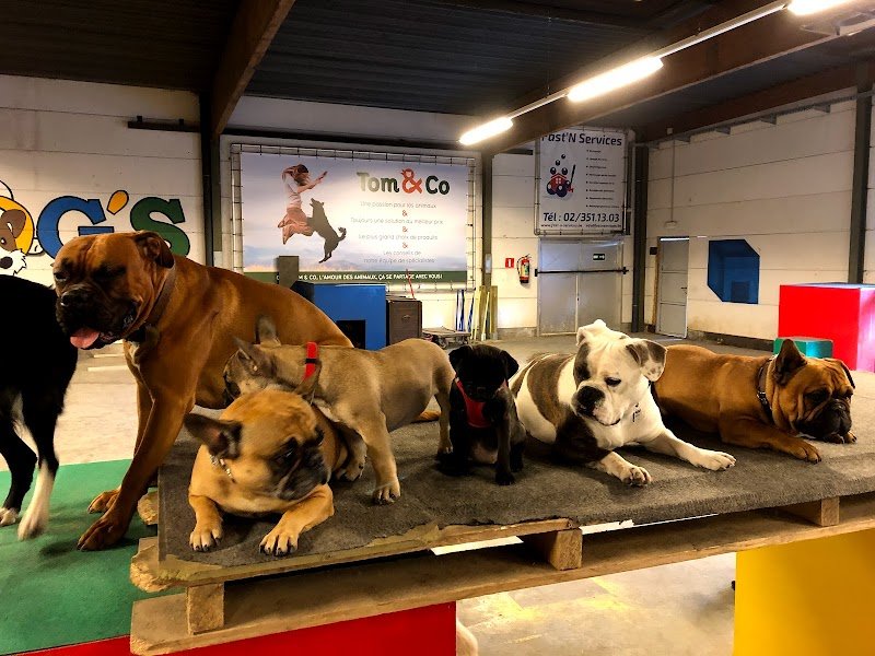 Dog'S Factory - photo 3