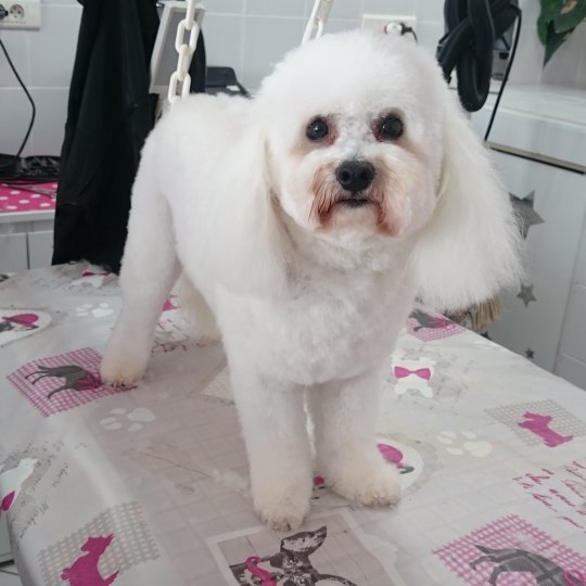 Bulle dog : Toilettage pour chien