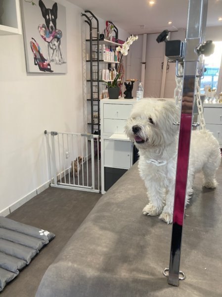 Bulle dog : Toilettage pour chien - photo 3