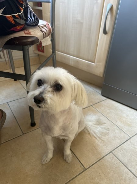 A L'instant Canin - photo 3