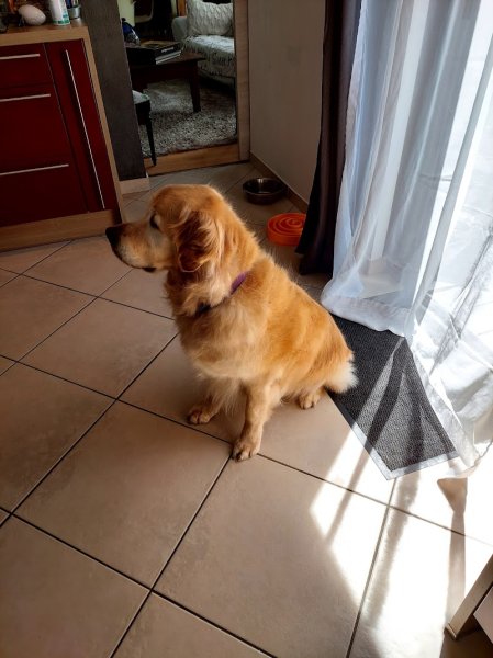 Gribouille Dog and Co - photo 1