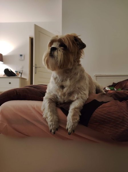 Gribouille Dog and Co - photo 2