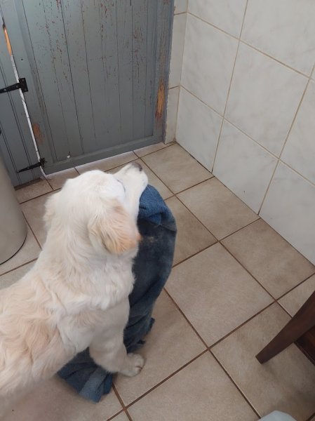 Gribouille Dog and Co - photo 3