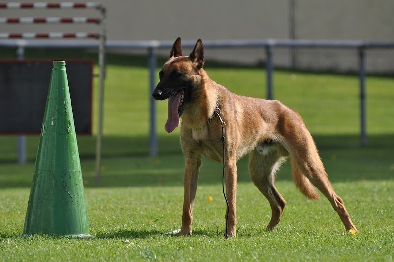 Association Cynophile Bruaysienne (Club d'éducation canine) - photo 2