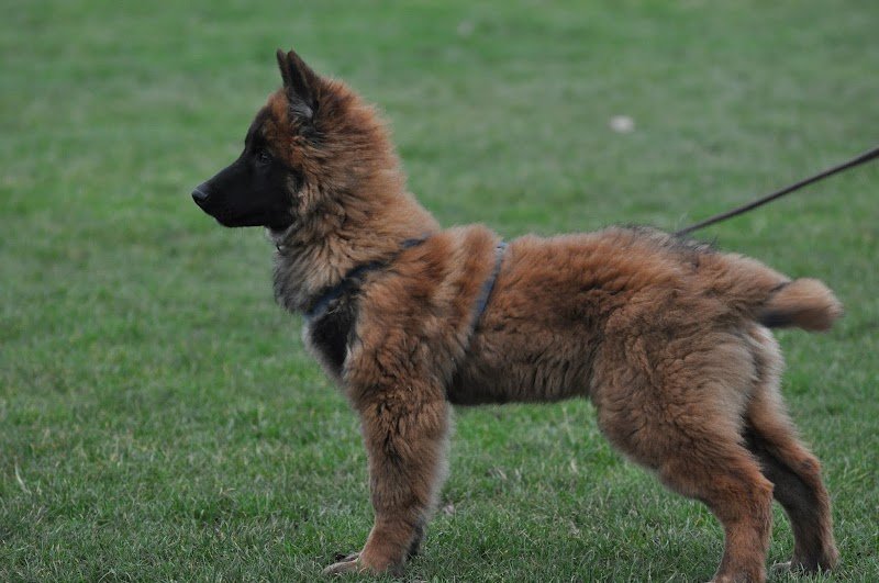 Association Cynophile Bruaysienne (Club d'éducation canine) - photo 3