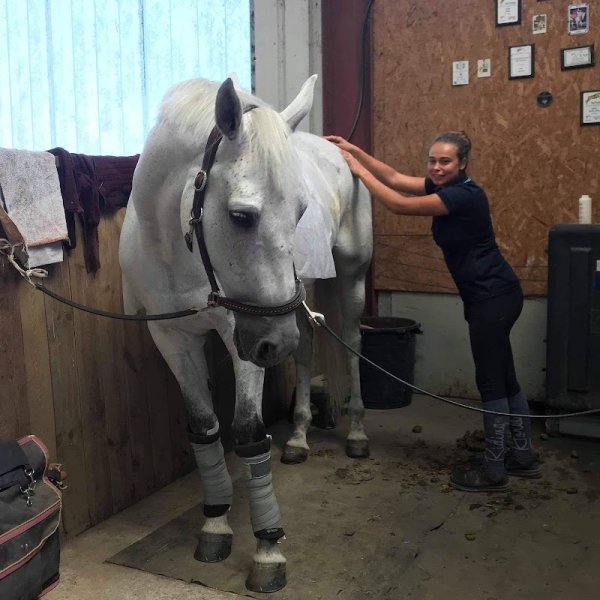 Amély Prévot - Masseur équin canin - photo 2