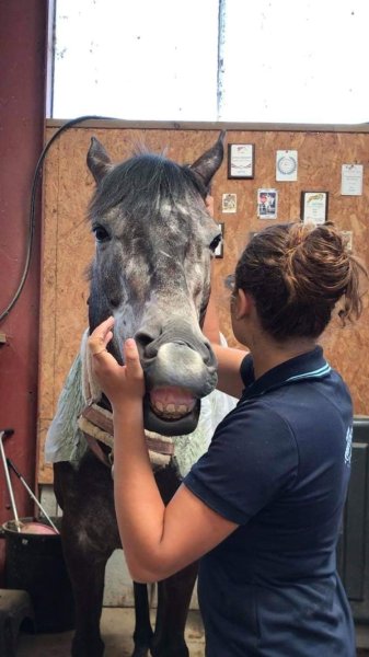 Amély Prévot - Masseur équin canin - photo 3