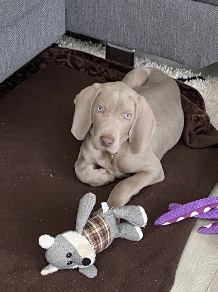 Élevage canin familial : La Ferme des Compagnons